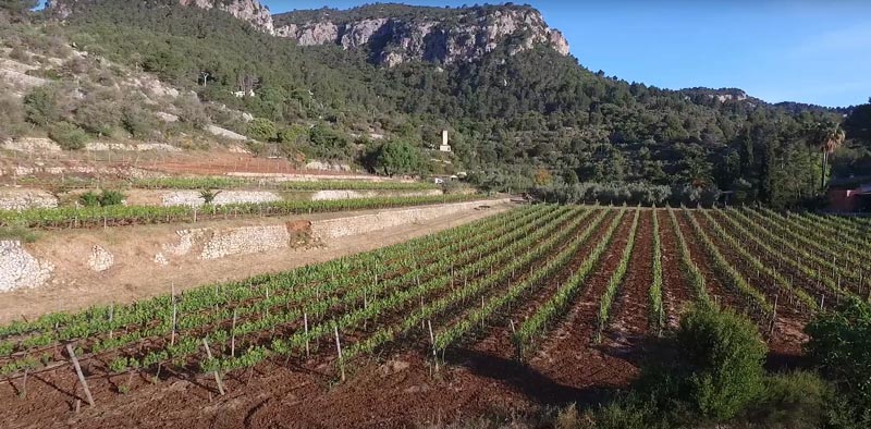 Bodega Es Verger Bodega Es Verger