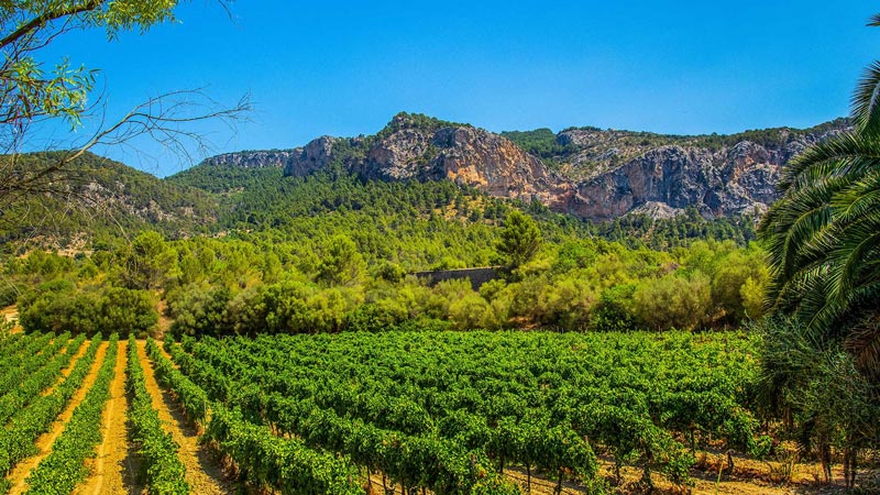 Bodega Son Puig Bodega Son Puig