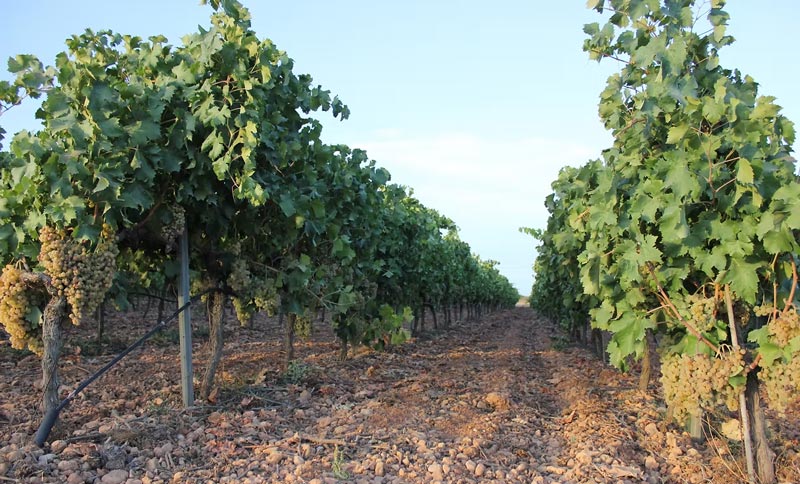 Bodega Vinya Taujana Bodega Vinya Taujana