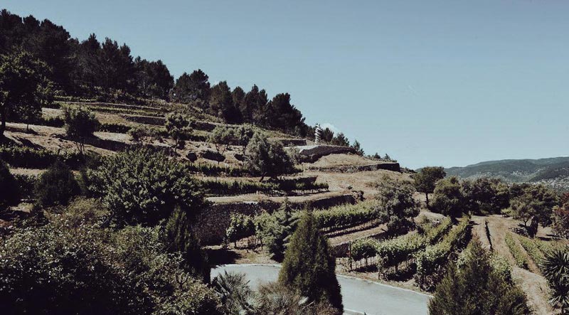 Castell Miquel Winery Castell Miquel Winery