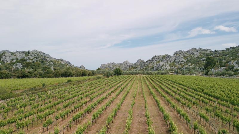 Vinyes Mortitx Winery Vinyes Mortitx Winery