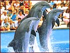 Mallorca (Majorca) Boat Trips : Palma - Marineland
