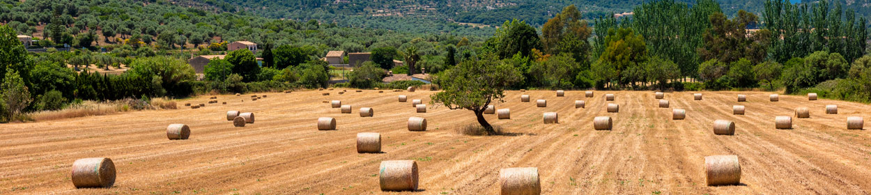 Fantastic properties to rent in the Majorca (Mallorca) countryside, including luxurious country homes restored to stunning standards, surrounded by own grounds...
